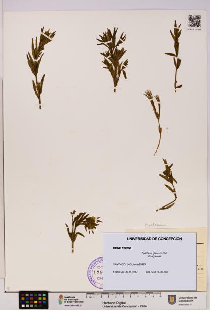 Epilobium glaucum [Espécimen: UDEC:CONC:0129235]