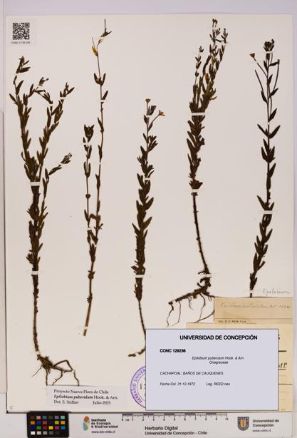 Epilobium puberulum [Espécimen: UDEC:CONC:0129236]