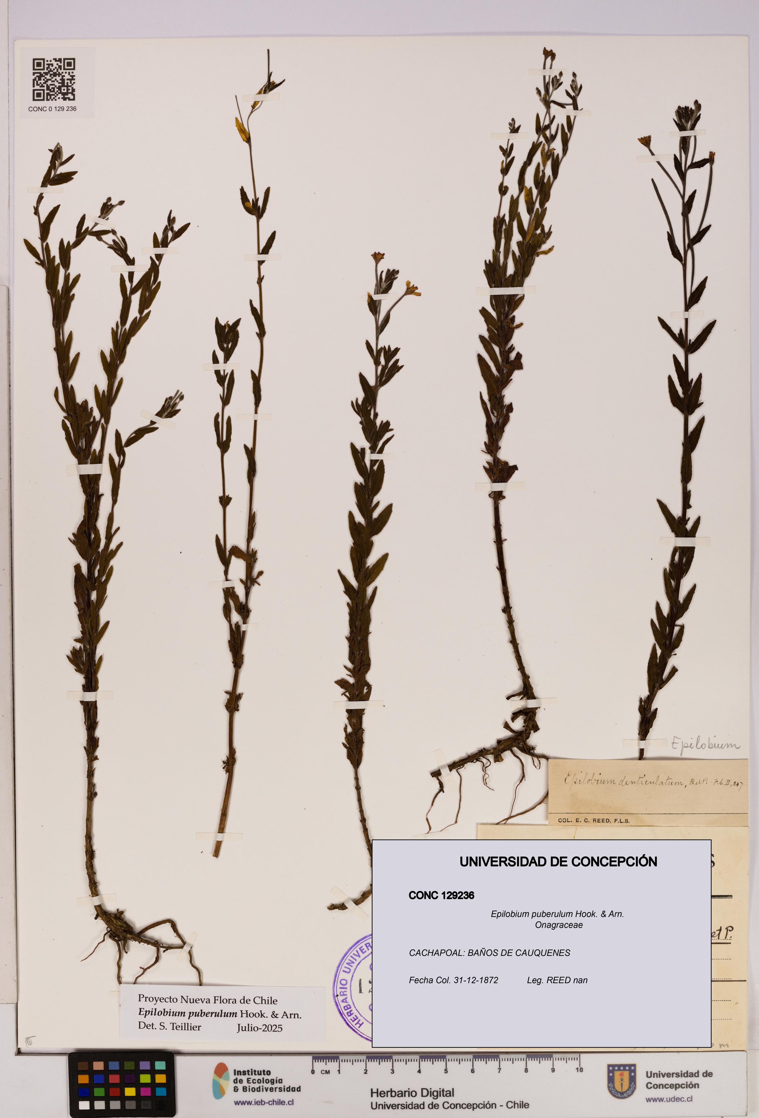 Epilobium puberulum [Espécimen: UDEC:CONC:0129236]