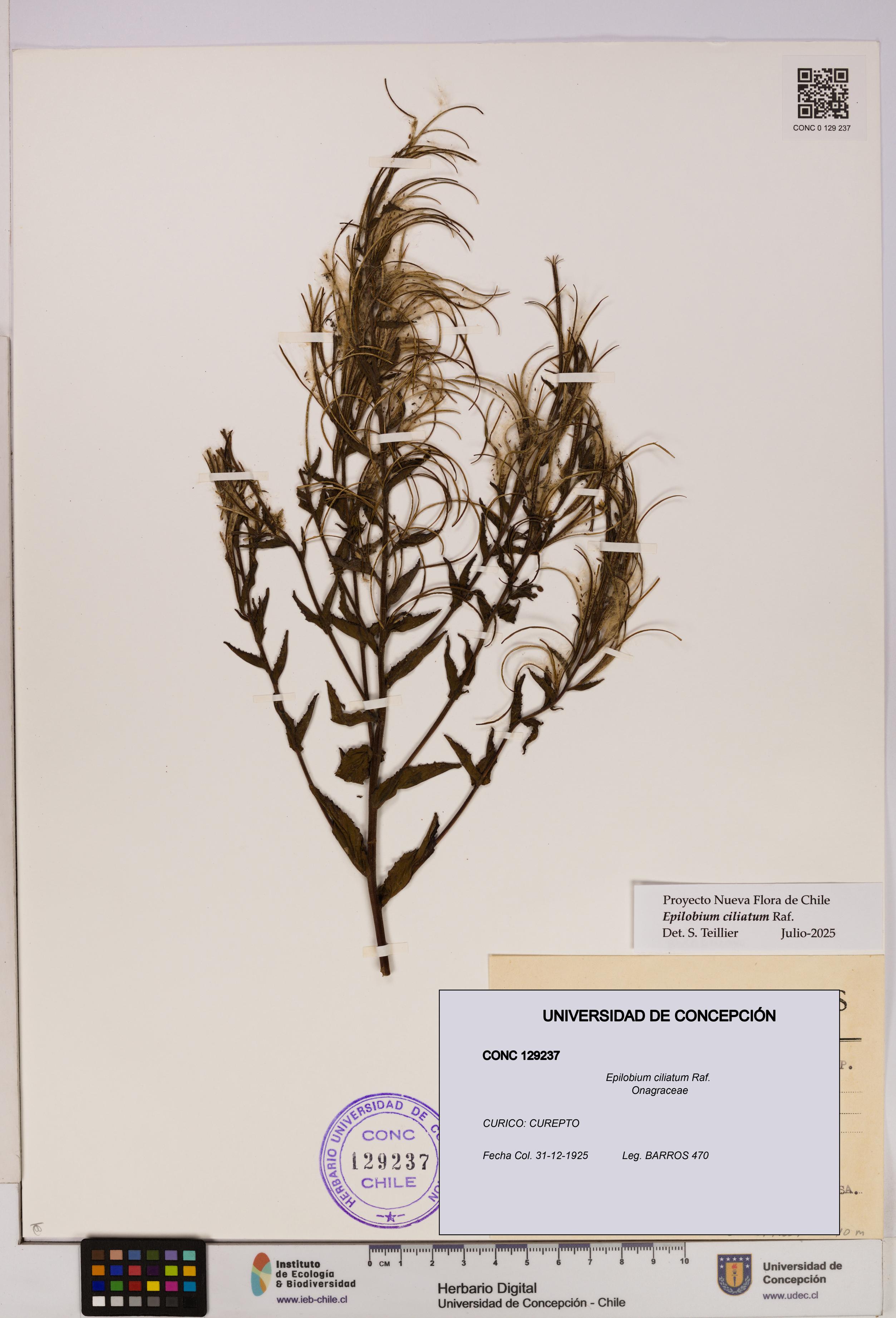 Epilobium ciliatum [Espécimen: UDEC:CONC:0129237]