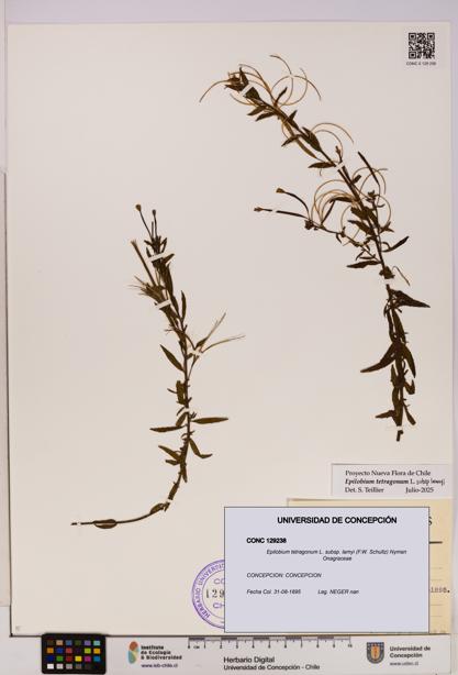 Epilobium tetragonum [Espécimen: UDEC:CONC:0129238]