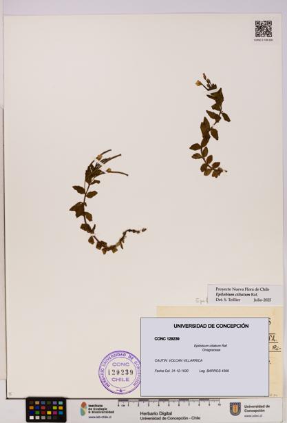 Epilobium ciliatum [Espécimen: UDEC:CONC:0129239]