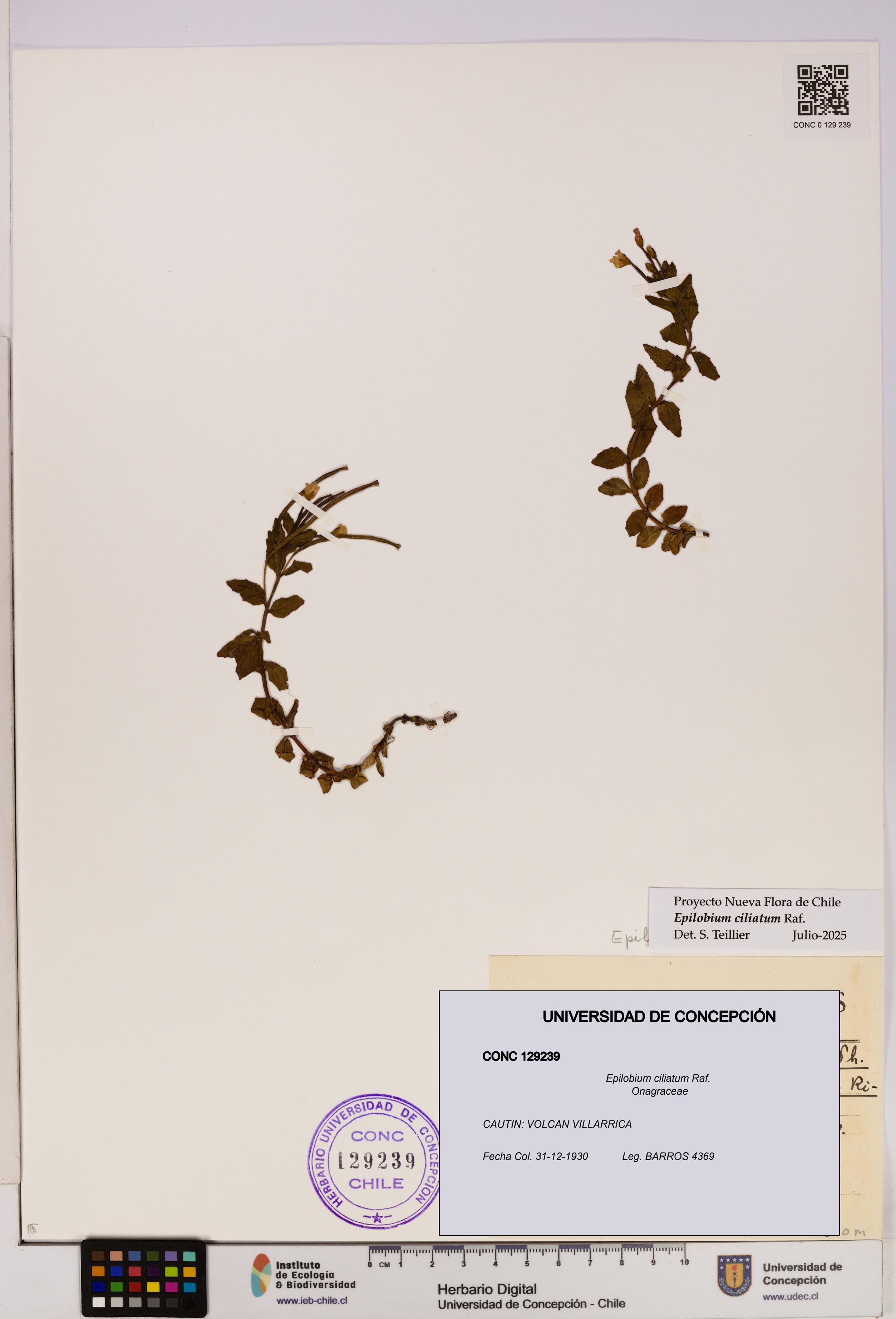 Epilobium ciliatum [Espécimen: UDEC:CONC:0129239]