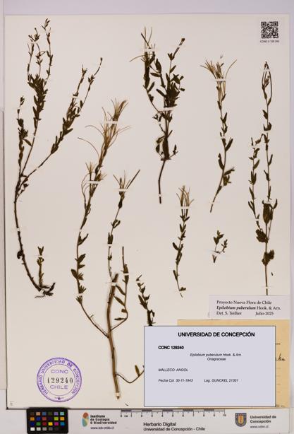 Epilobium puberulum [Espécimen: UDEC:CONC:0129240]