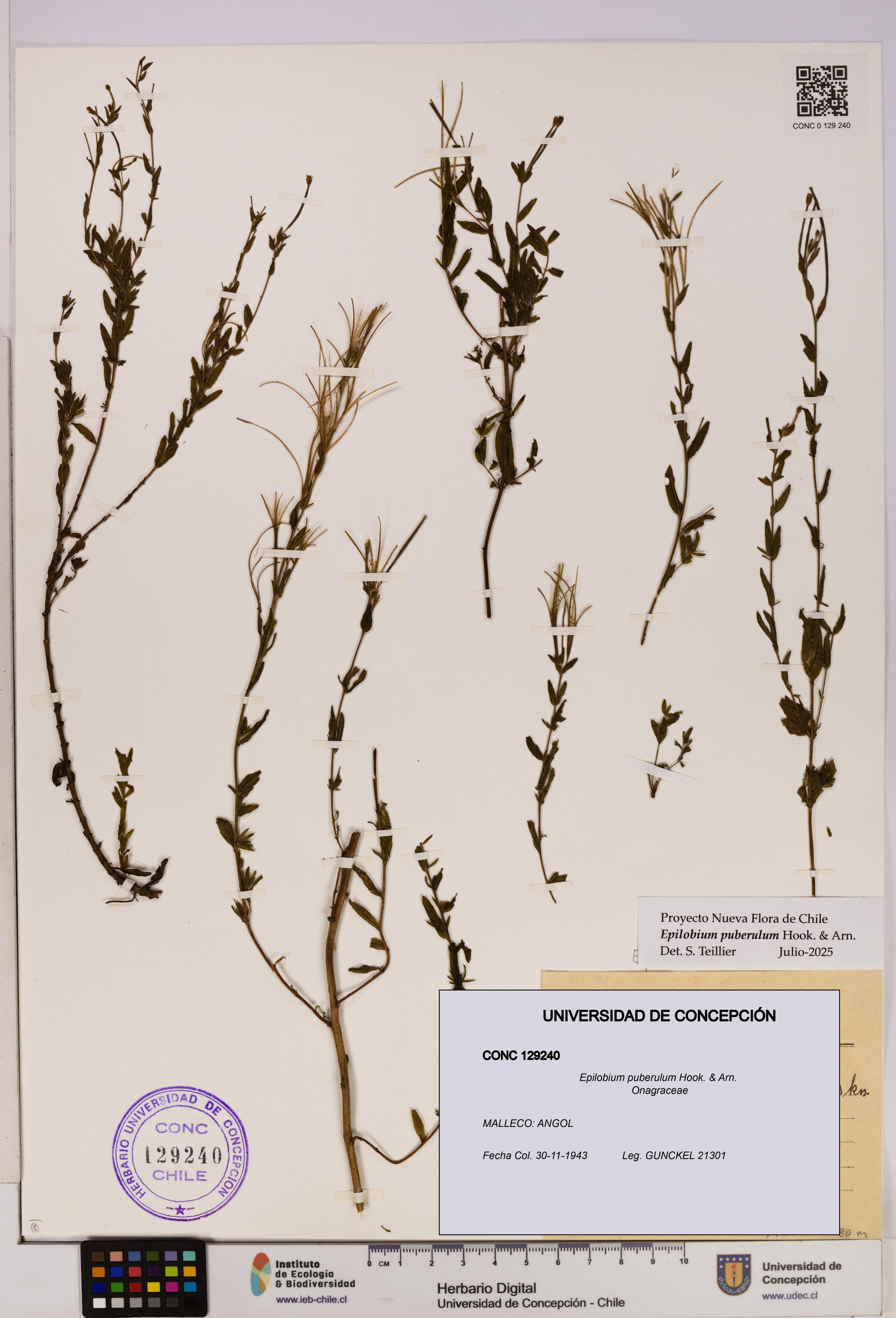 Epilobium puberulum [Espécimen: UDEC:CONC:0129240]