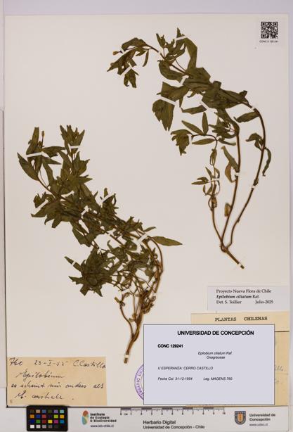 Epilobium ciliatum [Espécimen: UDEC:CONC:0129241]