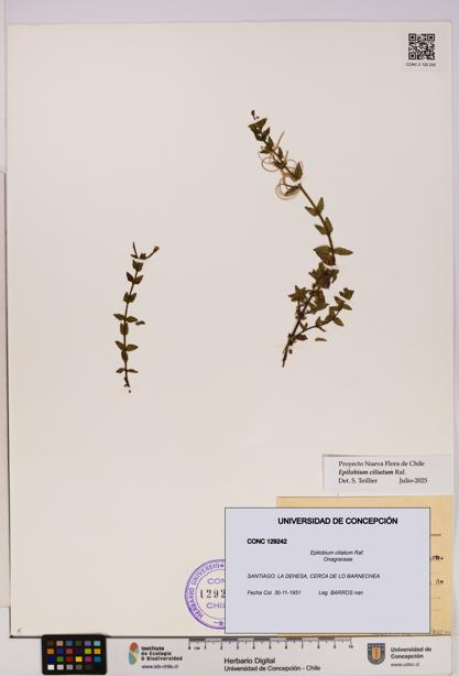 Epilobium ciliatum [Espécimen: UDEC:CONC:0129242]