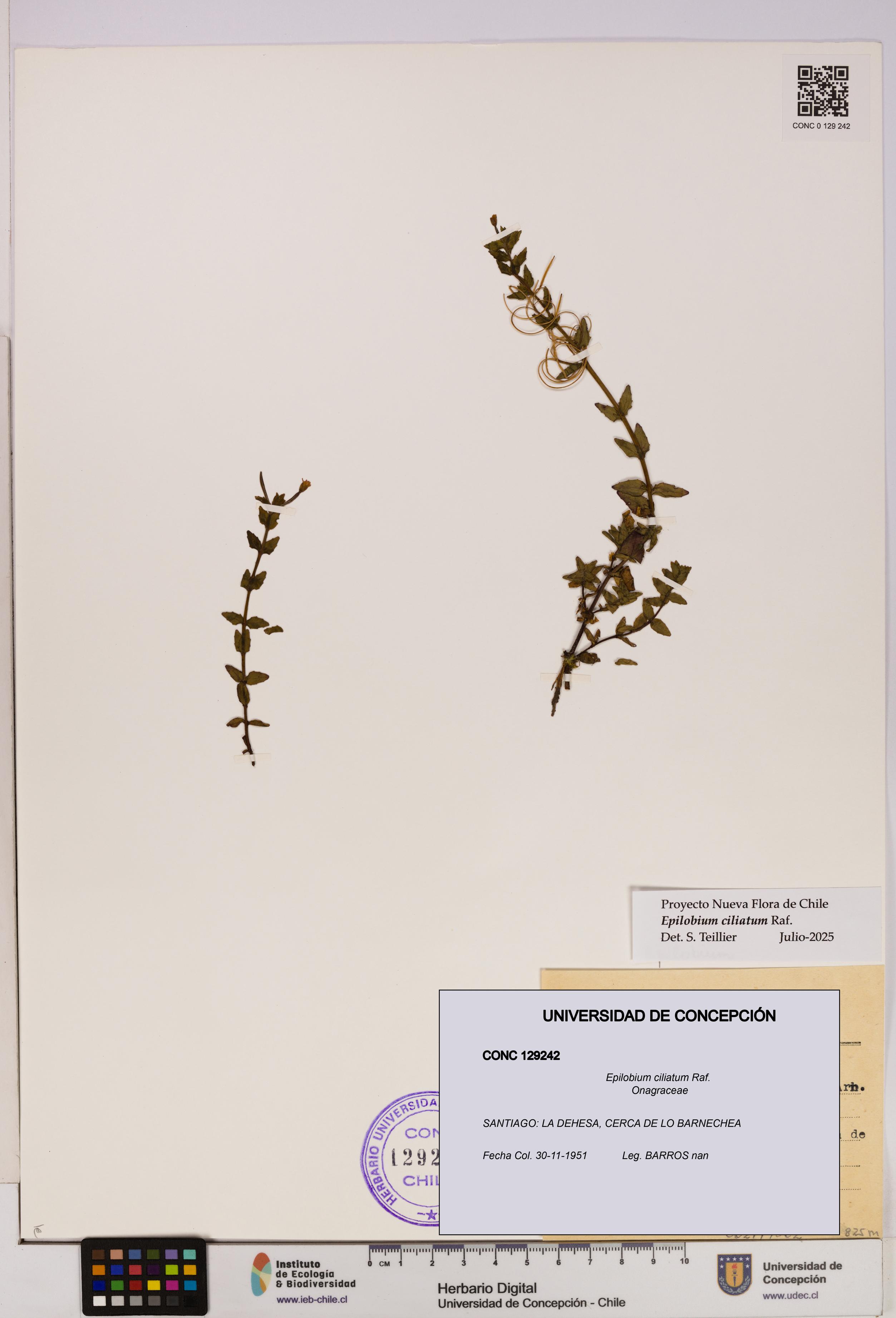 Epilobium ciliatum [Espécimen: UDEC:CONC:0129242]