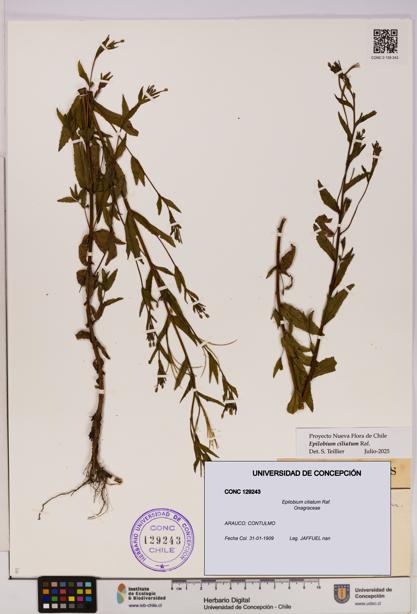 Epilobium ciliatum [Espécimen: UDEC:CONC:0129243]