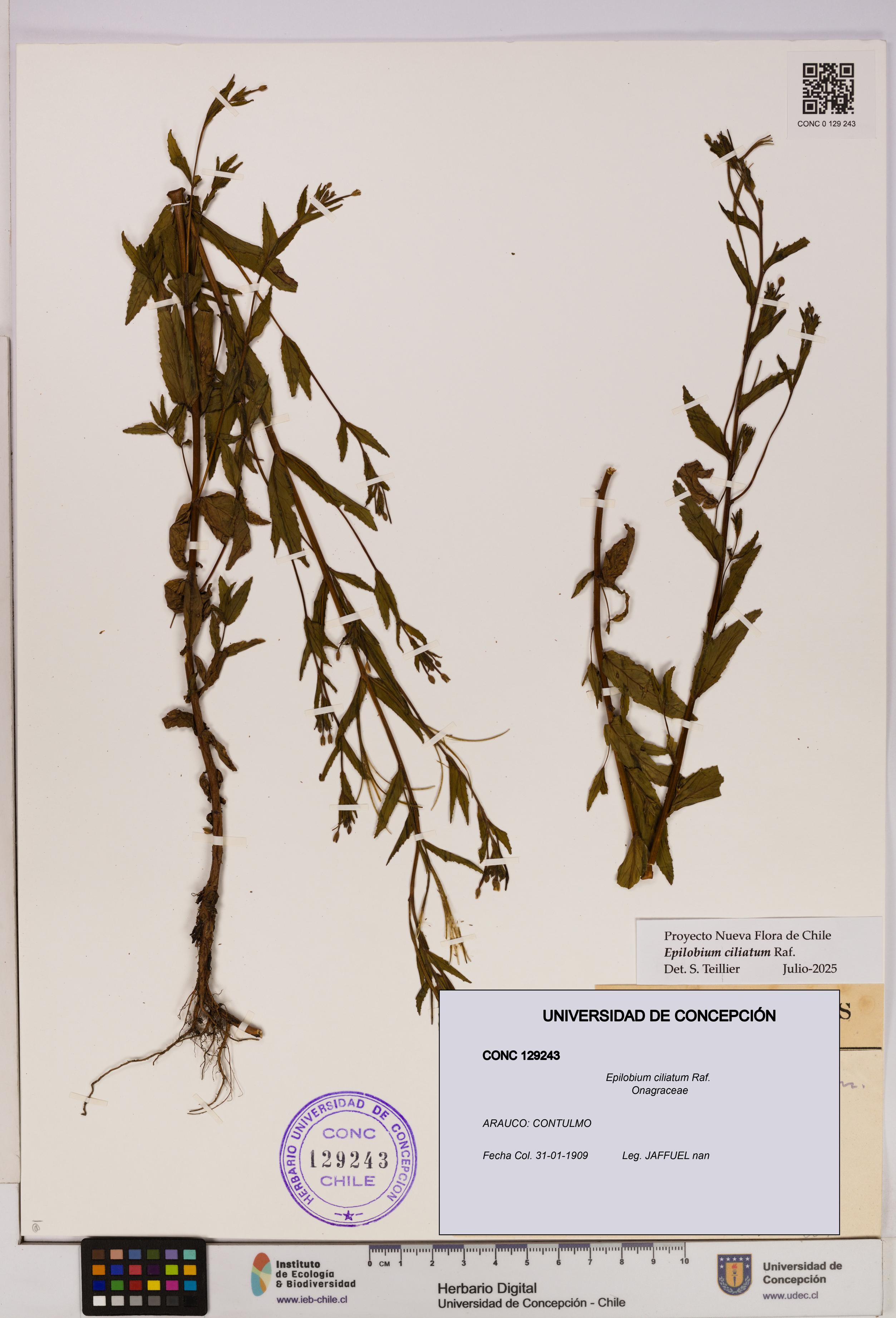 Epilobium ciliatum [Espécimen: UDEC:CONC:0129243]