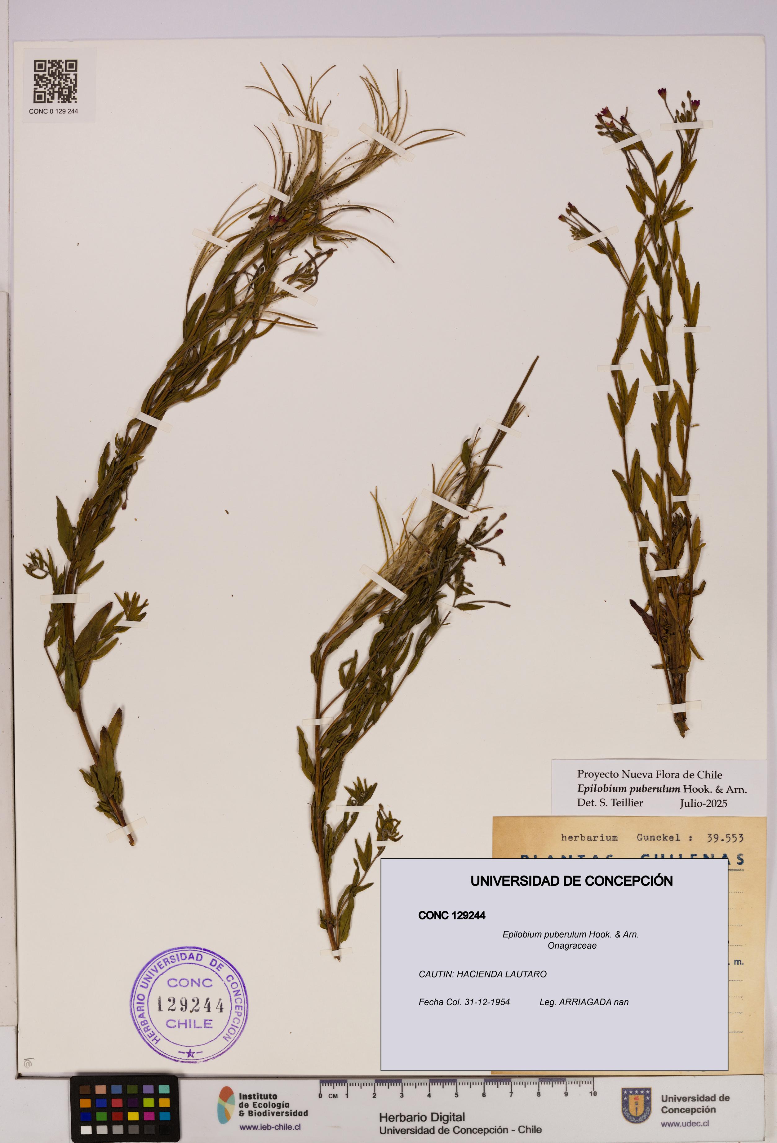 Epilobium puberulum [Espécimen: UDEC:CONC:0129244]