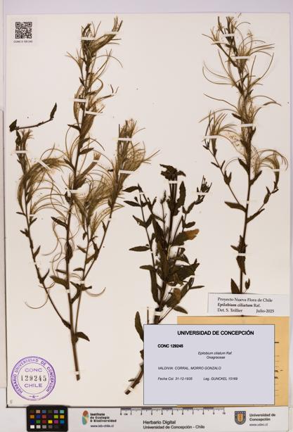 Epilobium ciliatum [Espécimen: UDEC:CONC:0129245]