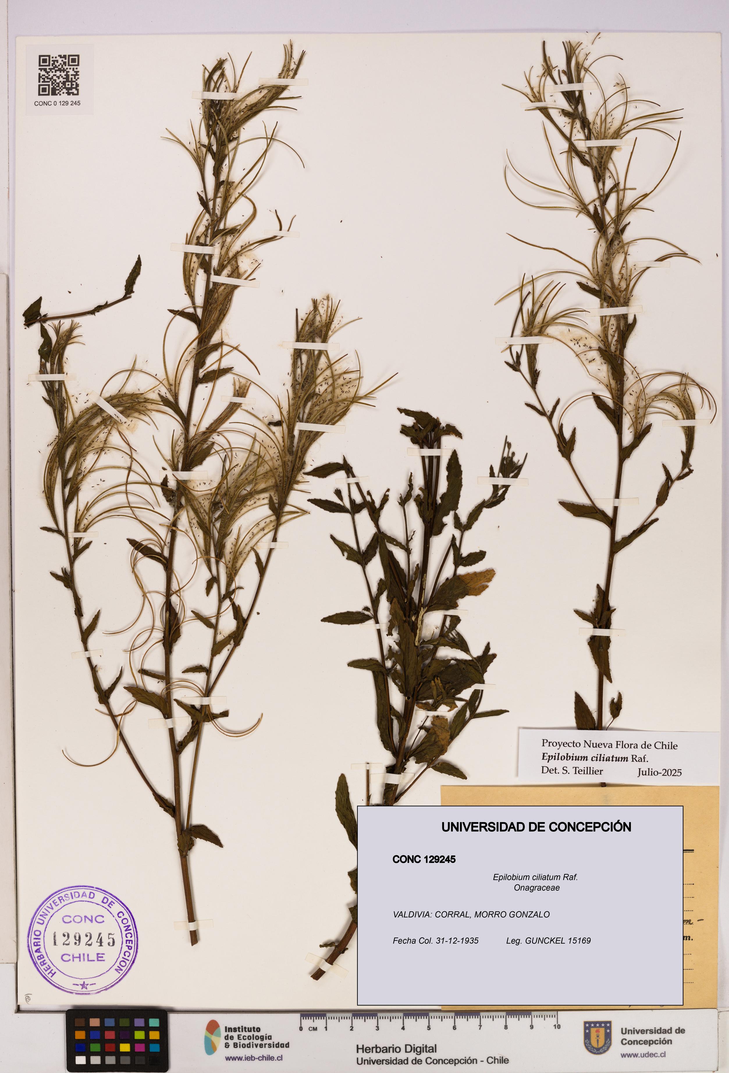 Epilobium ciliatum [Espécimen: UDEC:CONC:0129245]