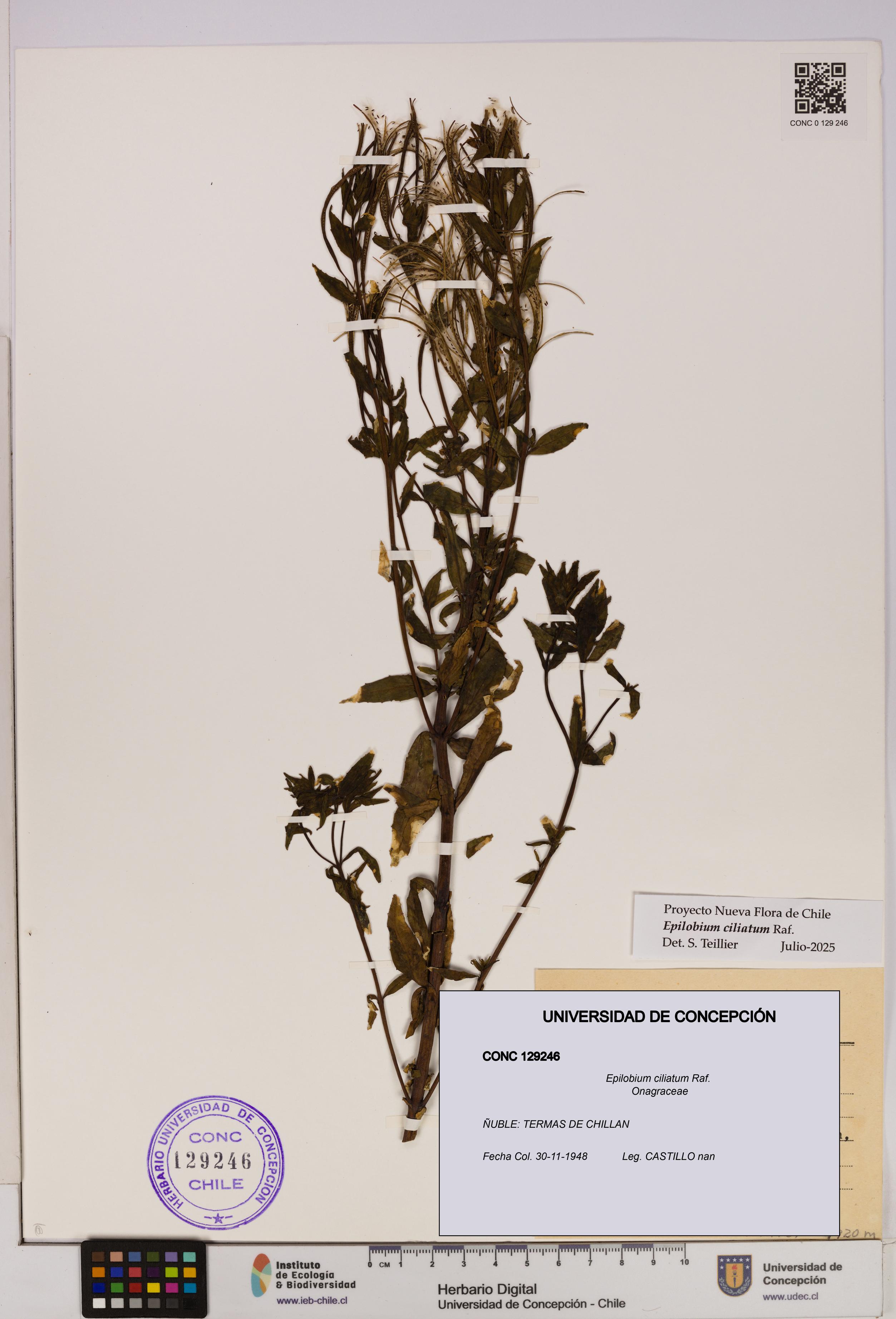 Epilobium ciliatum [Espécimen: UDEC:CONC:0129246]