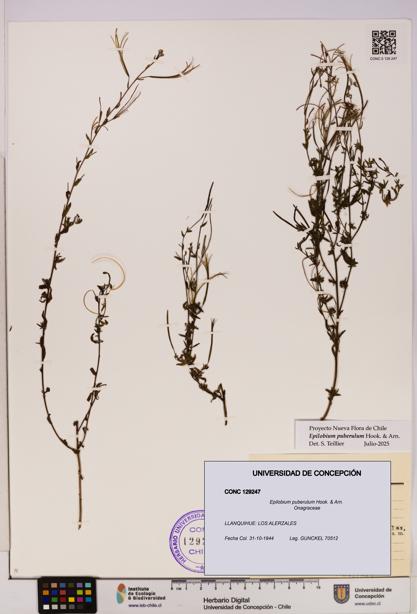 Epilobium puberulum [Espécimen: UDEC:CONC:0129247]