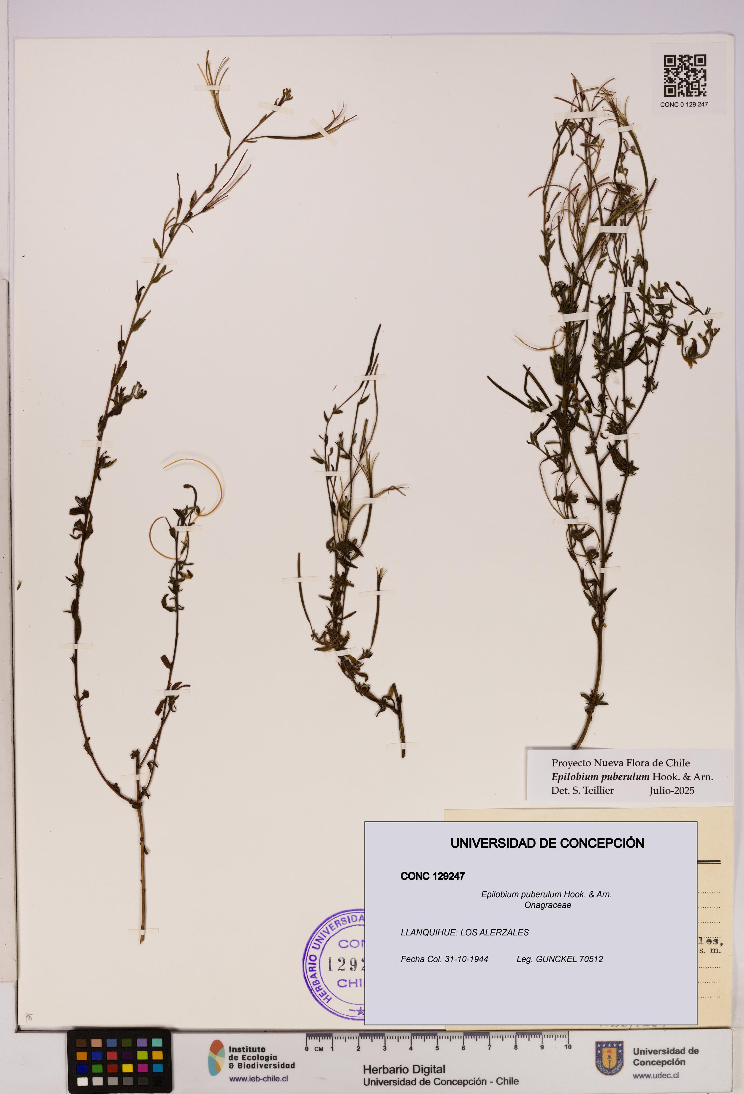 Epilobium puberulum [Espécimen: UDEC:CONC:0129247]