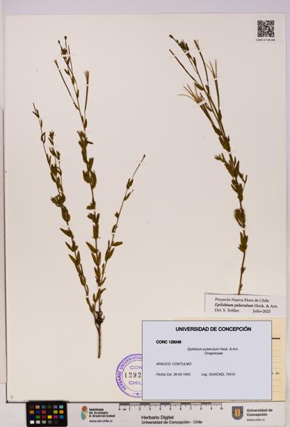 Epilobium puberulum [Espécimen: UDEC:CONC:0129248]