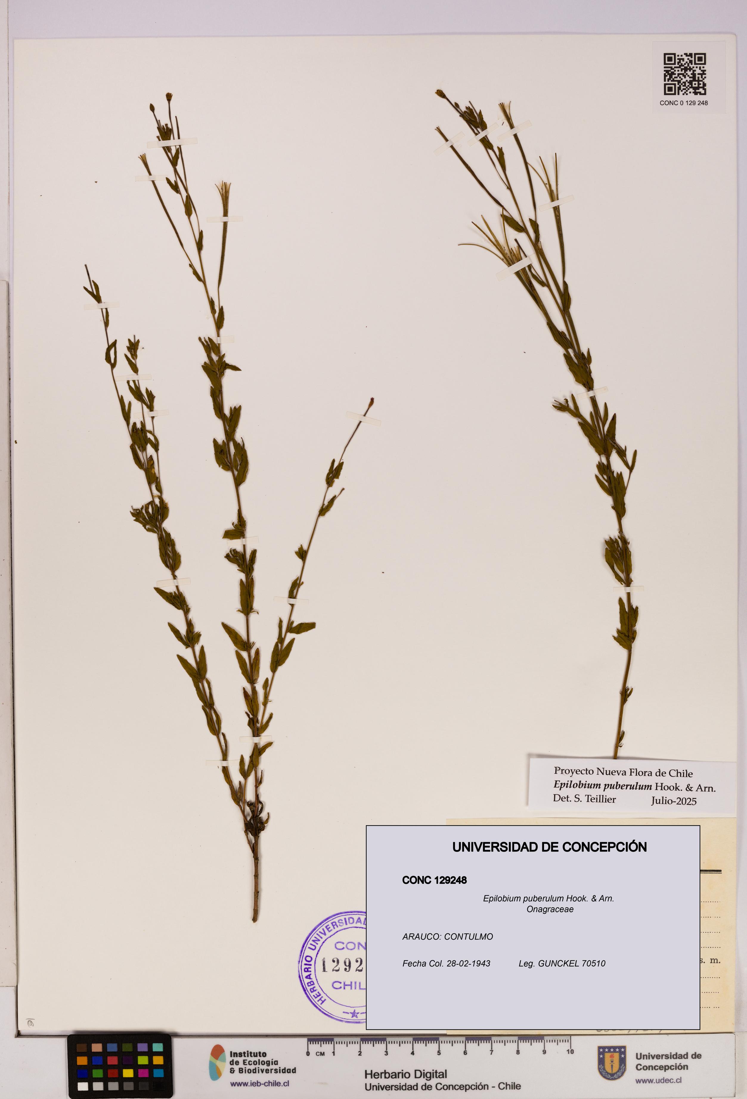 Epilobium puberulum [Espécimen: UDEC:CONC:0129248]