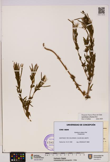 Epilobium ciliatum [Espécimen: UDEC:CONC:0129249]