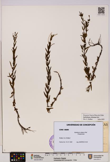 Epilobium ciliatum [Espécimen: UDEC:CONC:0129250]