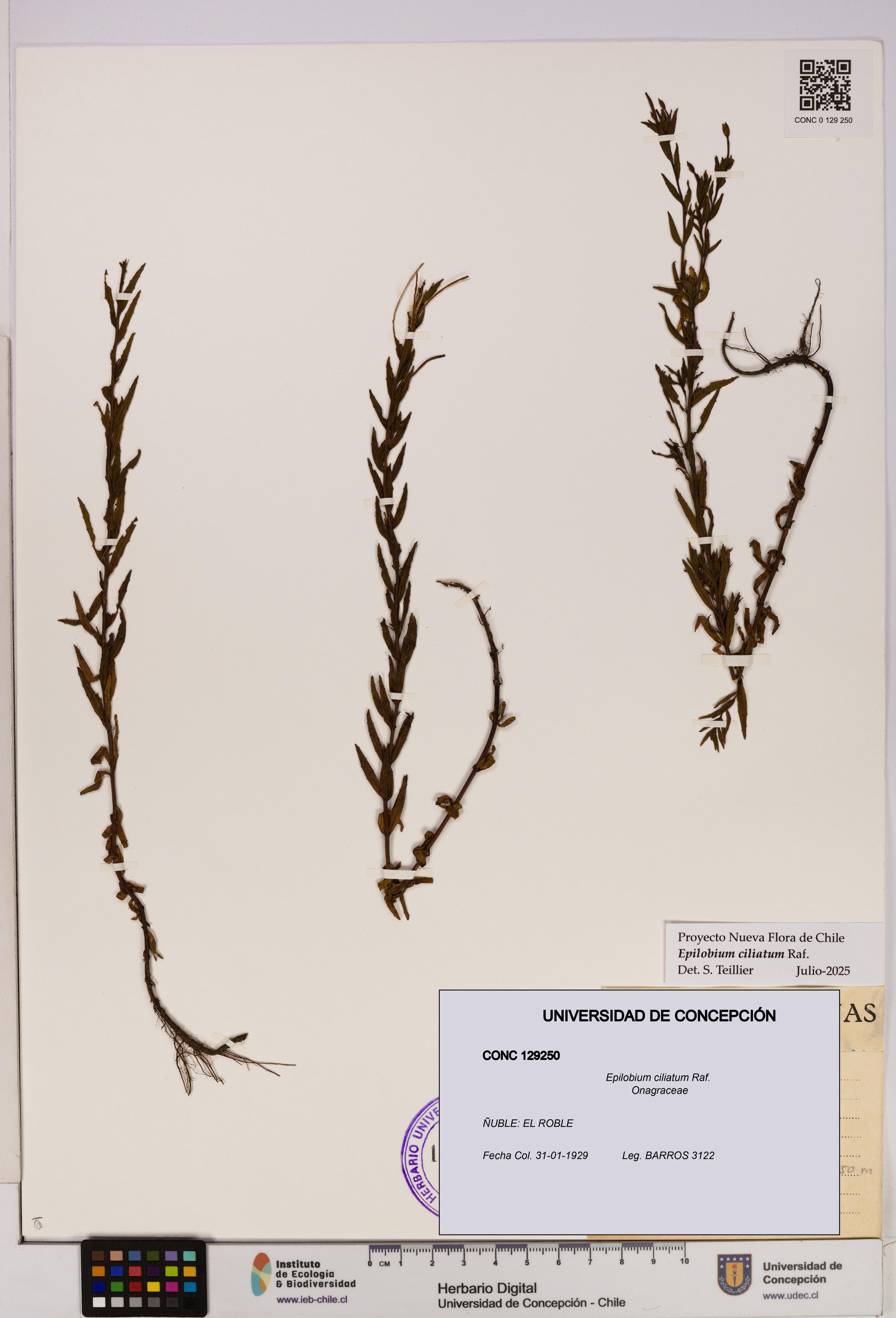 Epilobium ciliatum [Espécimen: UDEC:CONC:0129250]