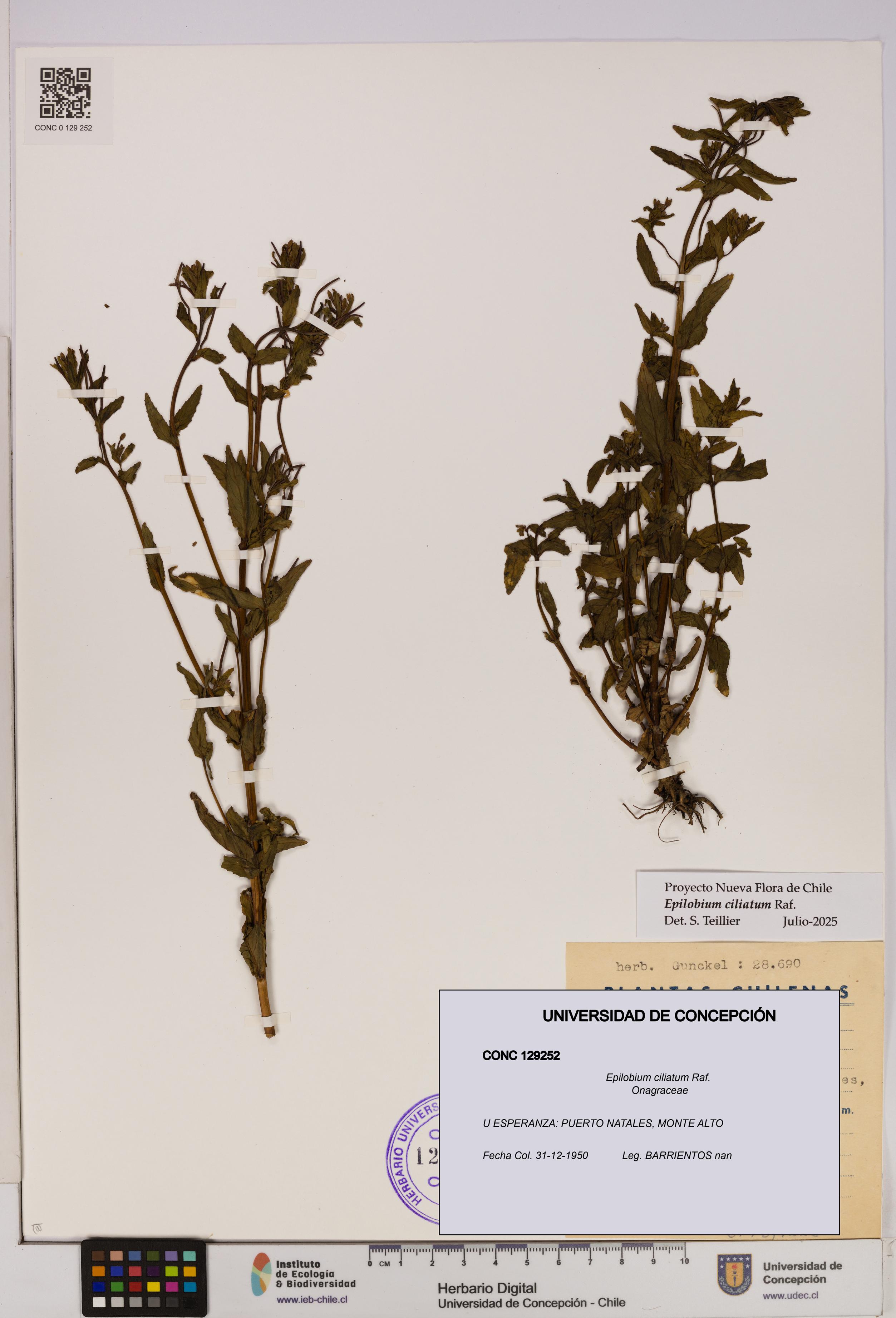 Epilobium ciliatum [Espécimen: UDEC:CONC:0129252]