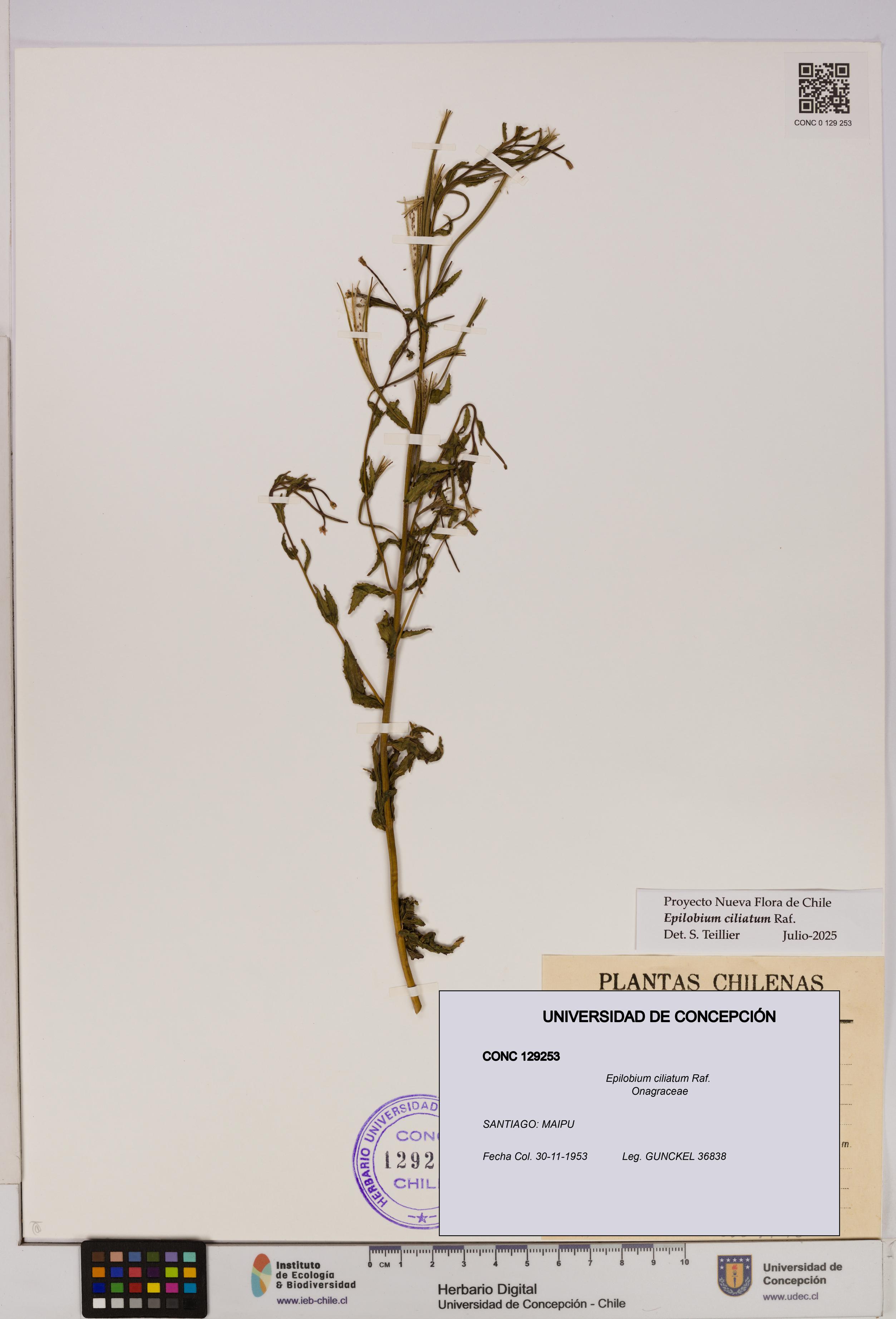 Epilobium ciliatum [Espécimen: UDEC:CONC:0129253]