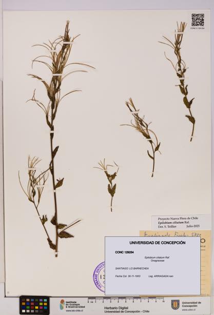 Epilobium ciliatum [Espécimen: UDEC:CONC:0129254]