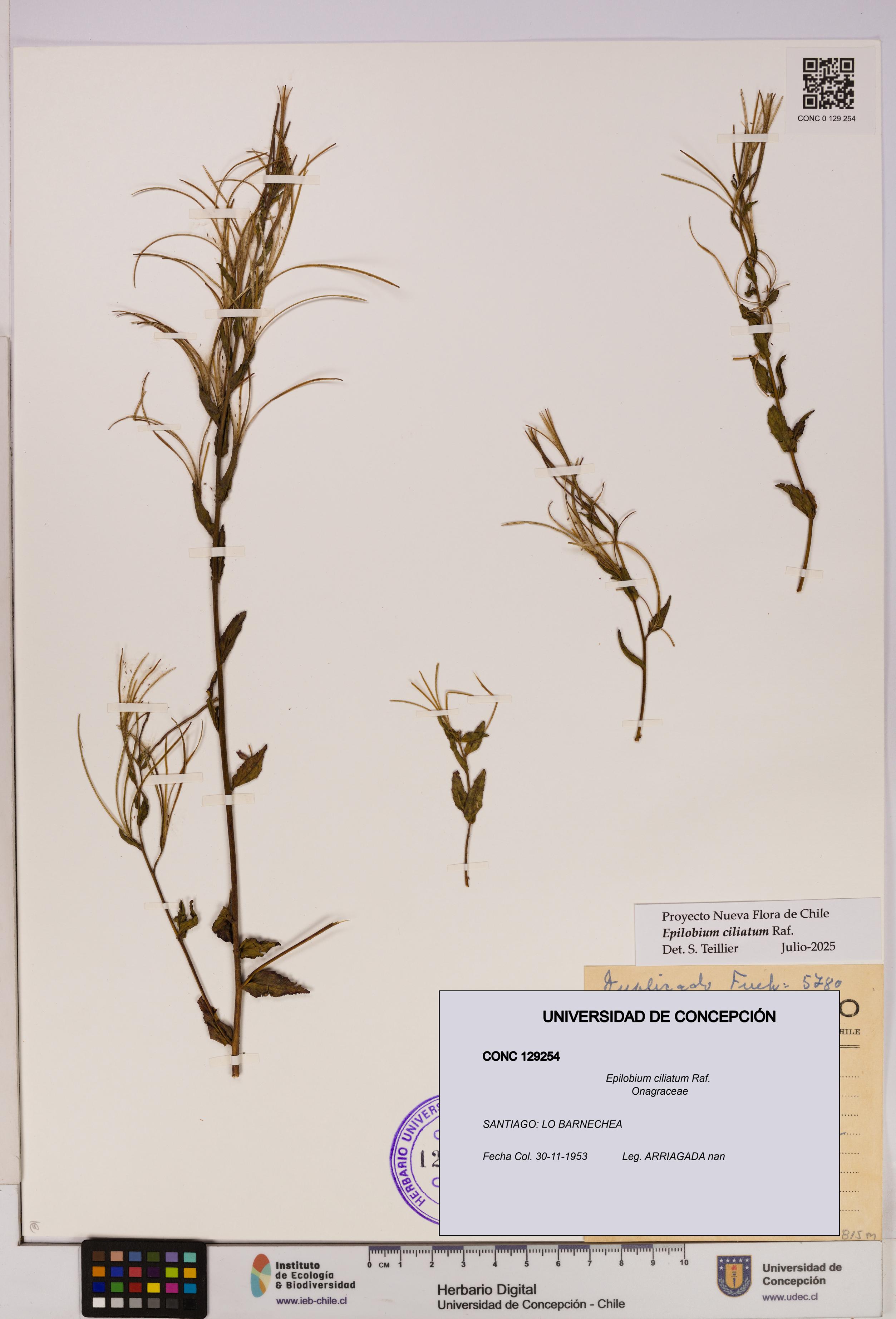 Epilobium ciliatum [Espécimen: UDEC:CONC:0129254]