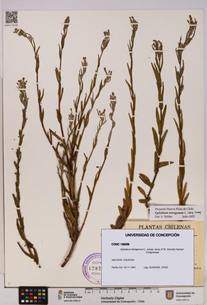 Epilobium tetragonum [Espécimen: UDEC:CONC:0129256]