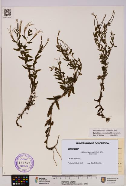 Epilobium puberulum [Espécimen: UDEC:CONC:0129257]