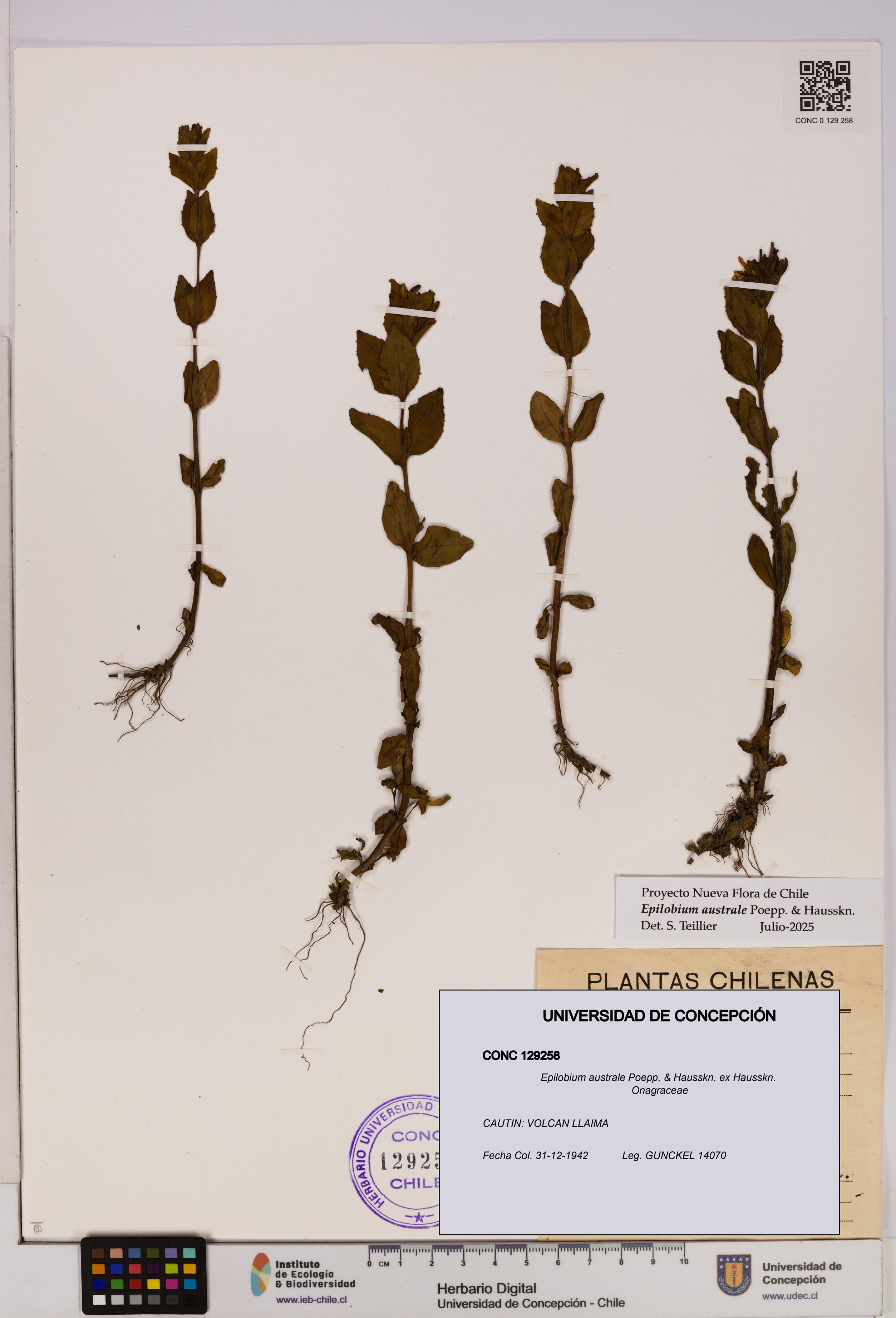 Epilobium australe [Espécimen: UDEC:CONC:0129258]