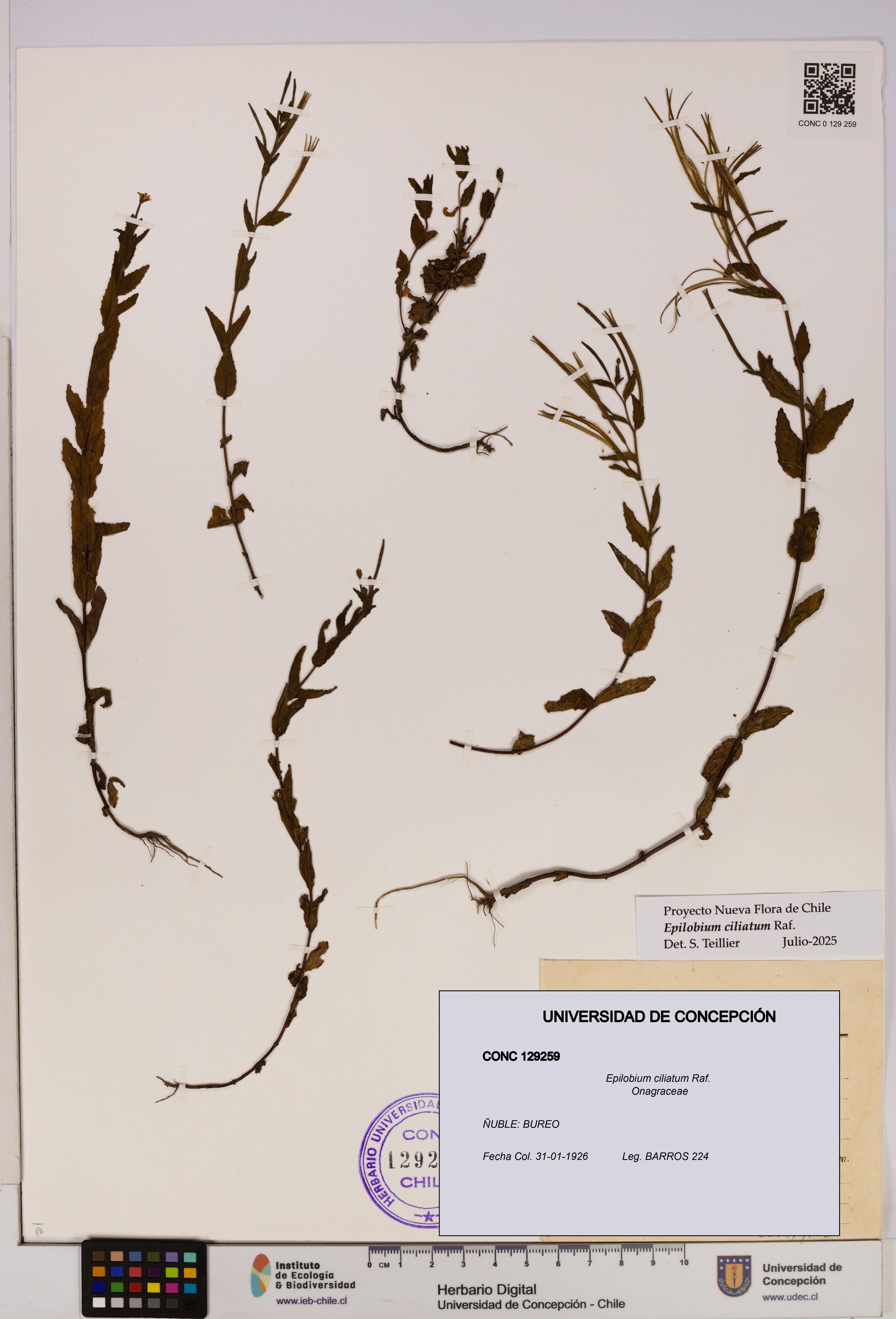 Epilobium ciliatum [Espécimen: UDEC:CONC:0129259]