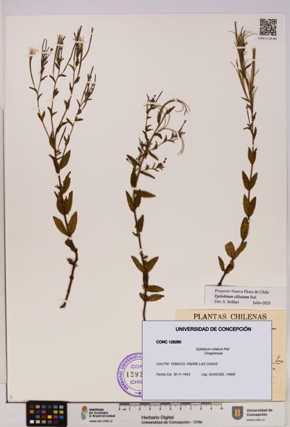 Epilobium ciliatum [Espécimen: UDEC:CONC:0129260]