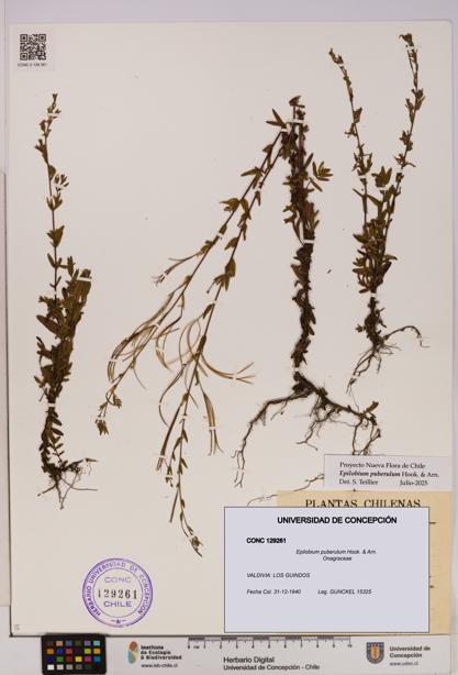 Epilobium puberulum [Espécimen: UDEC:CONC:0129261]
