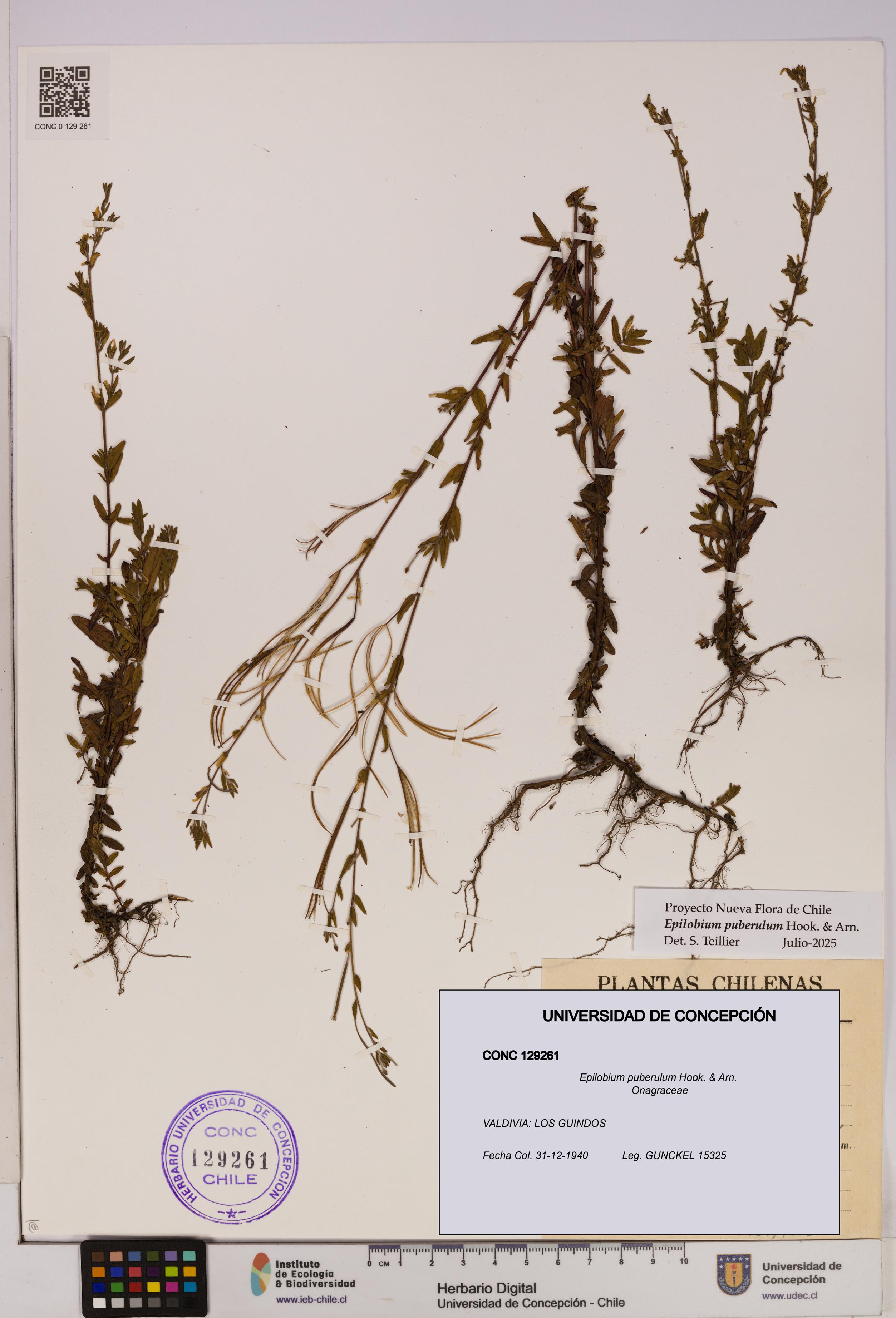 Epilobium puberulum [Espécimen: UDEC:CONC:0129261]