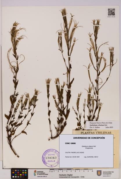 Epilobium ciliatum [Espécimen: UDEC:CONC:0129262]