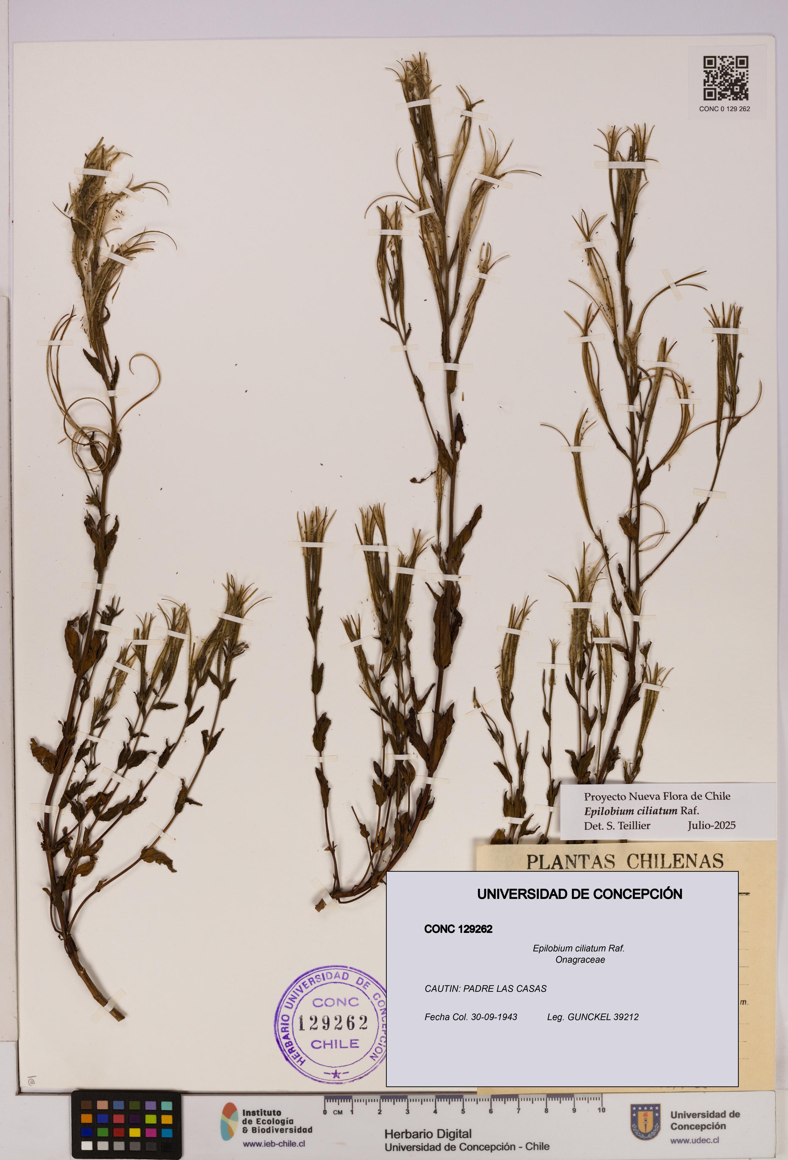 Epilobium ciliatum [Espécimen: UDEC:CONC:0129262]