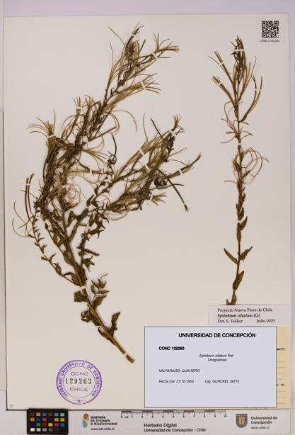 Epilobium ciliatum [Espécimen: UDEC:CONC:0129263]