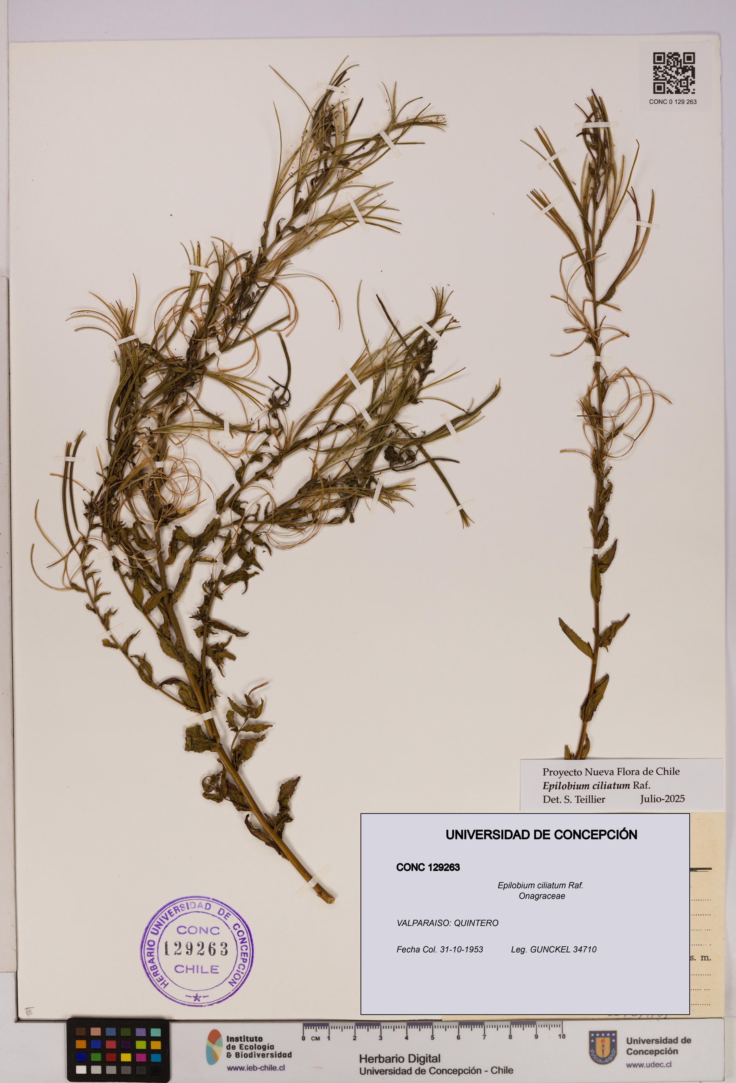 Epilobium ciliatum [Espécimen: UDEC:CONC:0129263]