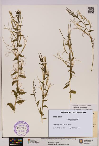 Epilobium ciliatum [Espécimen: UDEC:CONC:0129264]
