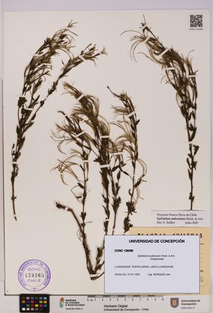 Epilobium puberulum [Espécimen: UDEC:CONC:0129265]