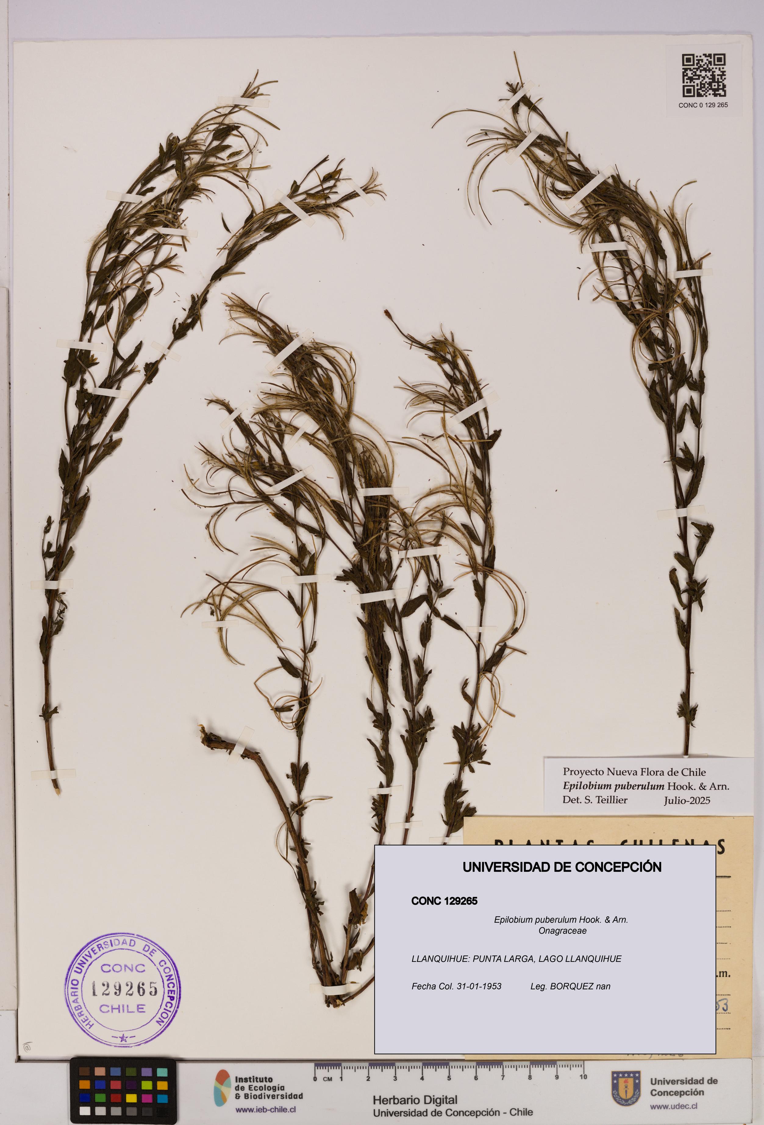 Epilobium puberulum [Espécimen: UDEC:CONC:0129265]
