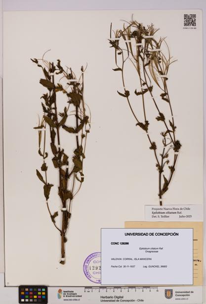 Epilobium ciliatum [Espécimen: UDEC:CONC:0129266]