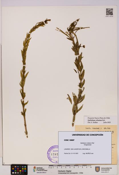 Epilobium ciliatum [Espécimen: UDEC:CONC:0129267]