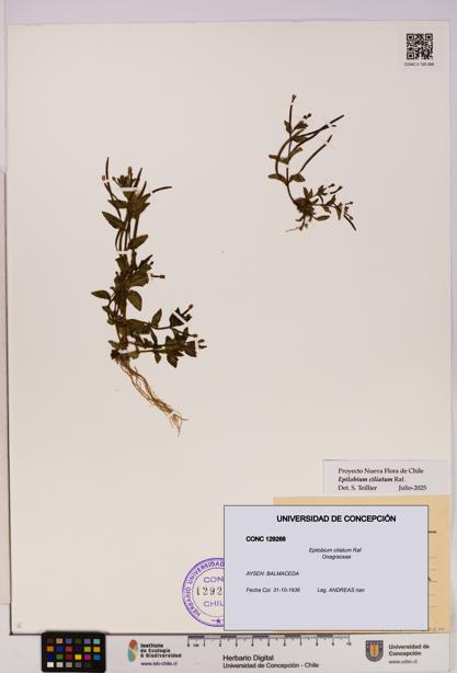 Epilobium ciliatum [Espécimen: UDEC:CONC:0129268]