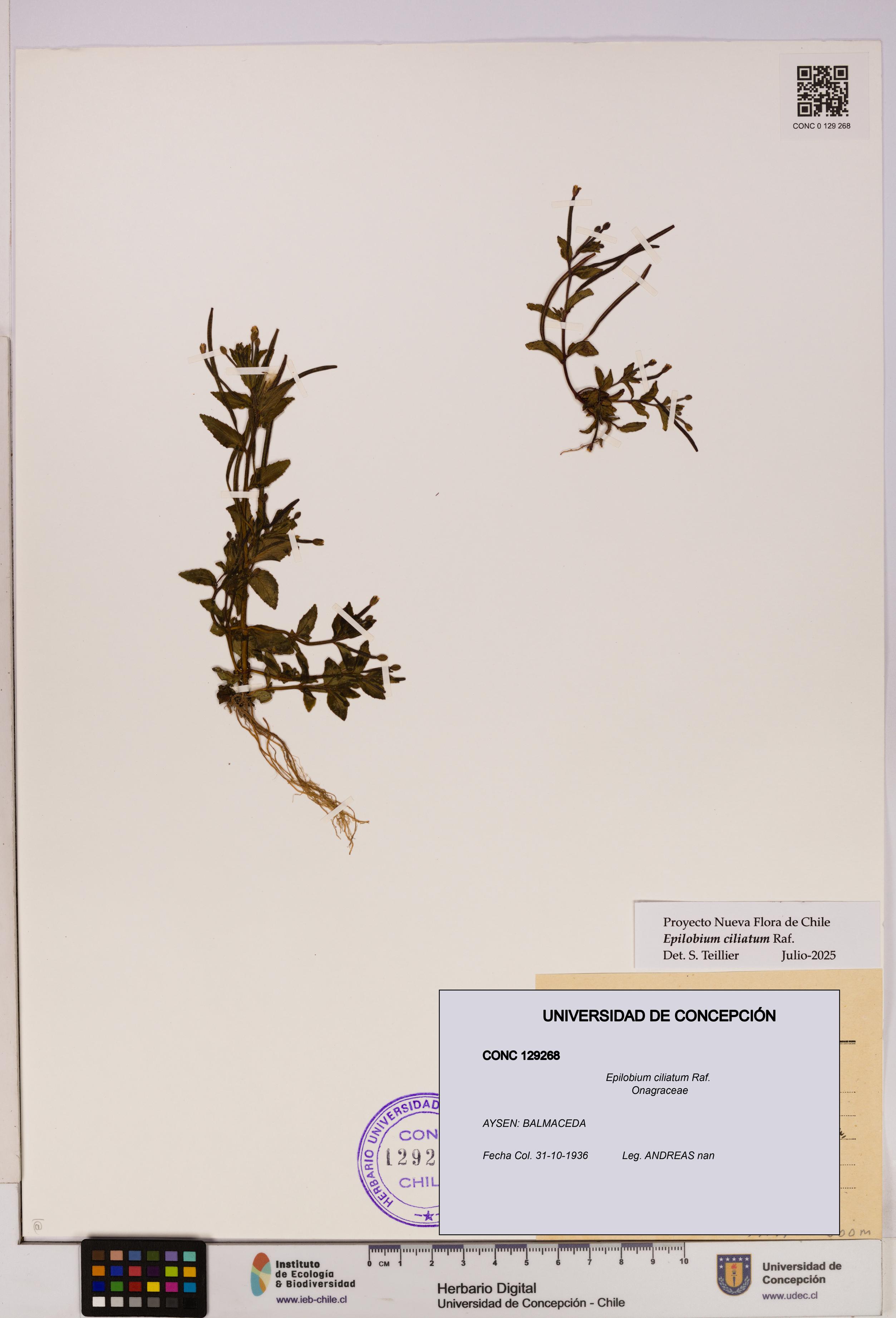 Epilobium ciliatum [Espécimen: UDEC:CONC:0129268]