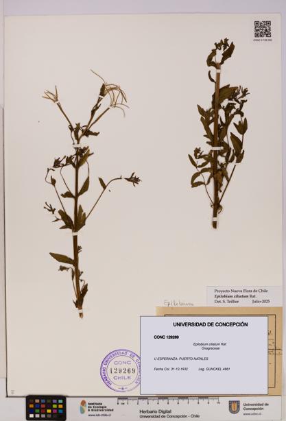 Epilobium ciliatum [Espécimen: UDEC:CONC:0129269]
