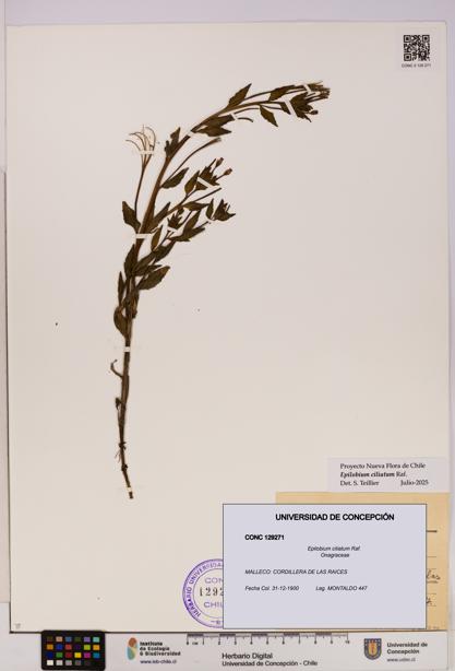 Epilobium ciliatum [Espécimen: UDEC:CONC:0129271]