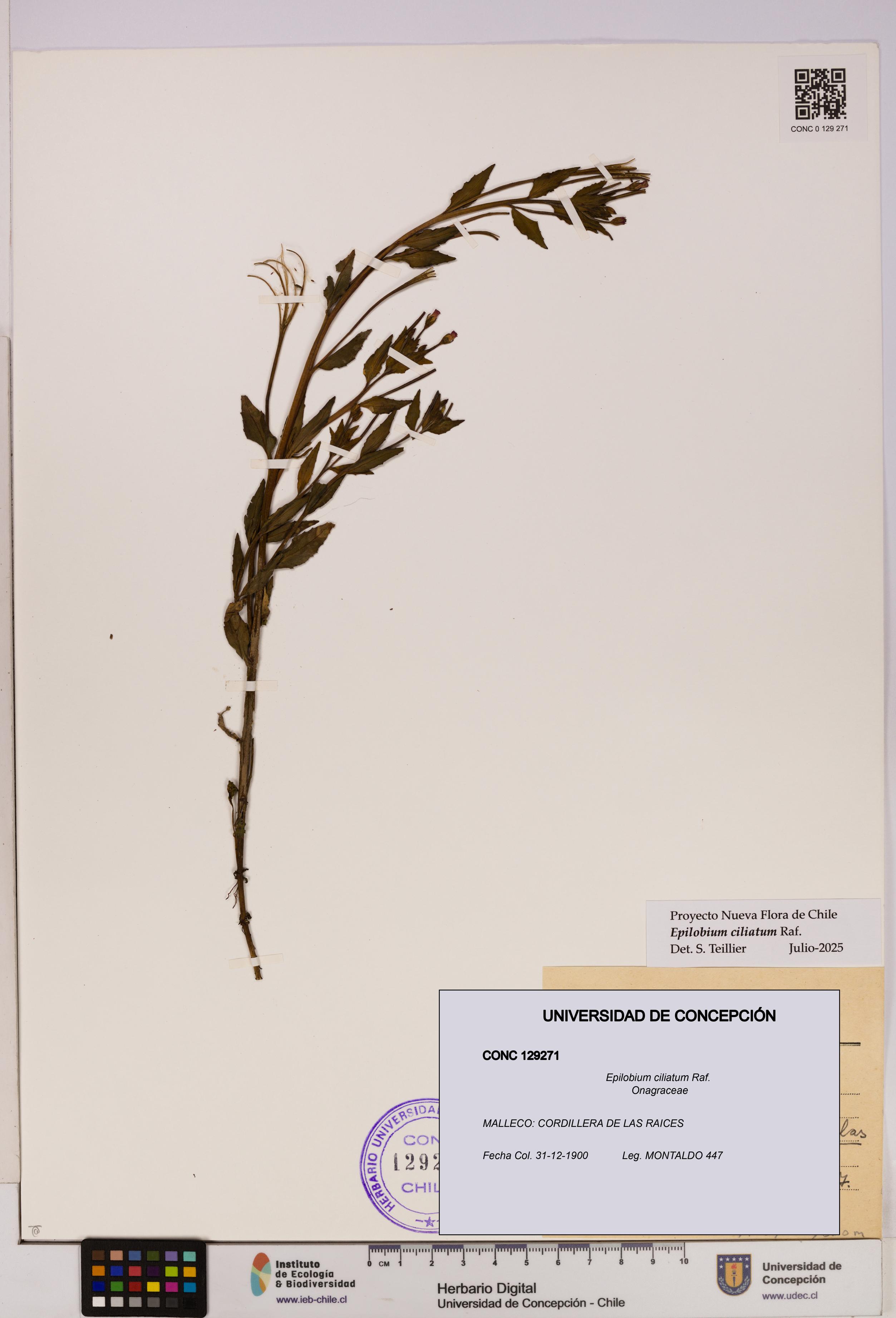 Epilobium ciliatum [Espécimen: UDEC:CONC:0129271]